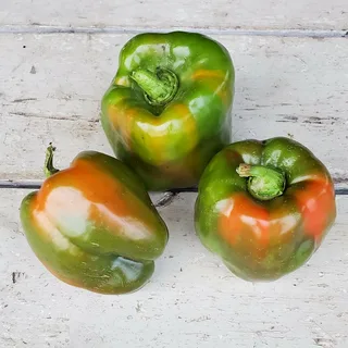 تصویر 3 از خرید فلفل دلمه‌ ای شیرین + بهترین قیمت